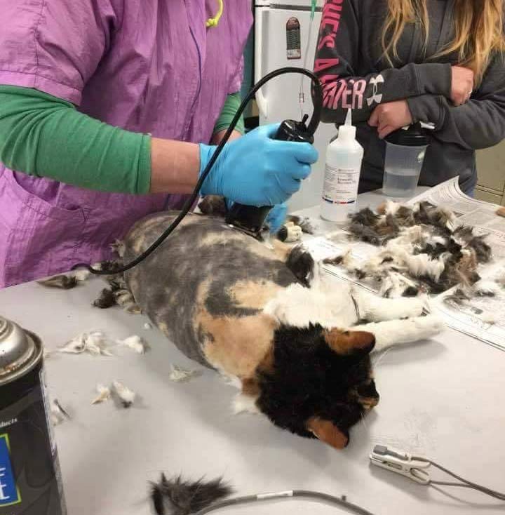 Zoo kalau kayak gini tuh berapa puluh tahun gak dicukur ya? Terus ngaruh ke kesehatannya gak?