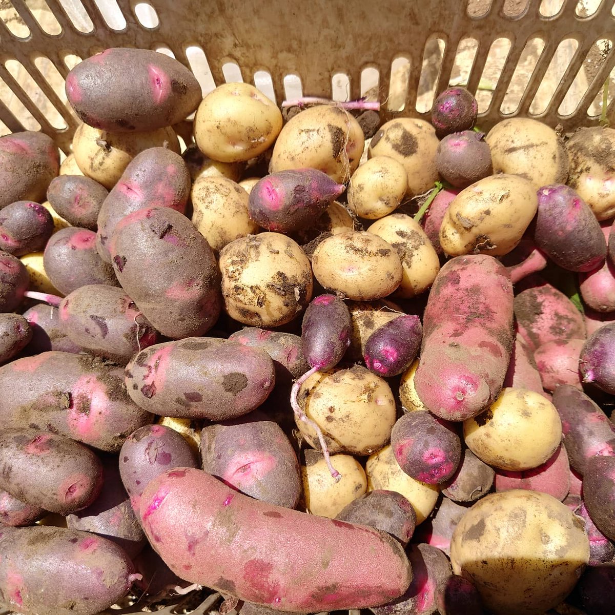 六仙公園前直売所 東久留米 今日は ジャガイモ の試し掘りをしました もう収穫できそうです デストロイヤー は皮の見た目はすごいですが中身は黄色で味は抜群 ノーザンルビー は中まで鮮やかなピンク色 キタアカリ はオーソドックスでホクホク