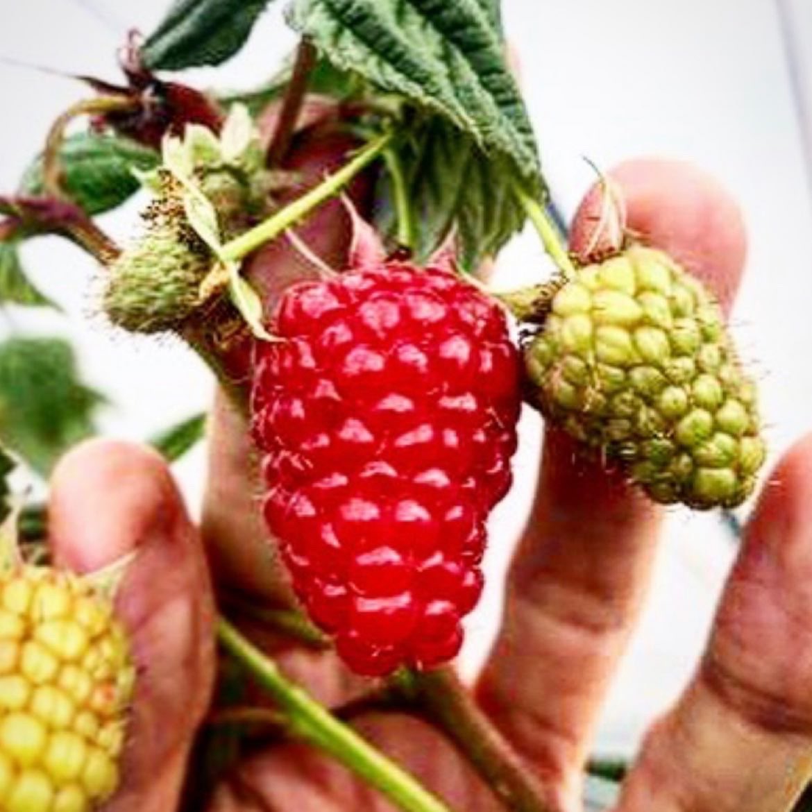 globalplantgen's tweet photo. Skye - a double cropping variety, producing consistent high quality fruit with high yield potential in both crops.
The combination of high yield and the ease of pick can contribute to reducing picking costs.
#love #for #raspberries #midlate #primocane #fruit #quality https://t.co/iuvrg1qjVP