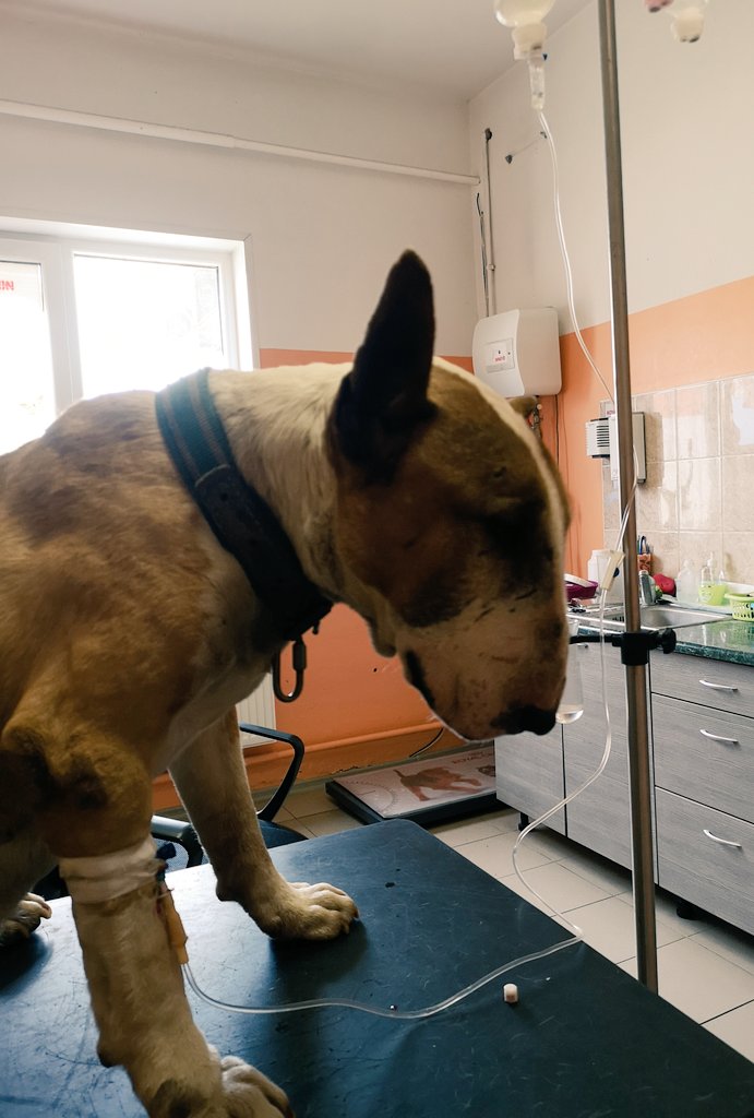 EdijsMajors's tweet image. Ja Tev ir suns, nelaid tuvumā labības laukiem. Tako tika ārā un izmeta līkumu pa rapsi. Cīnāmies, bet izskatās, ka būs jāpieņem grūtais lēmums. Atteicās nieres. Analīzes un ārsts apstiprina - saindēšanās ar ķīmiju, ko miglo uz labības. Tā gadoties bieži. Graudi ir mūsu nākotne.