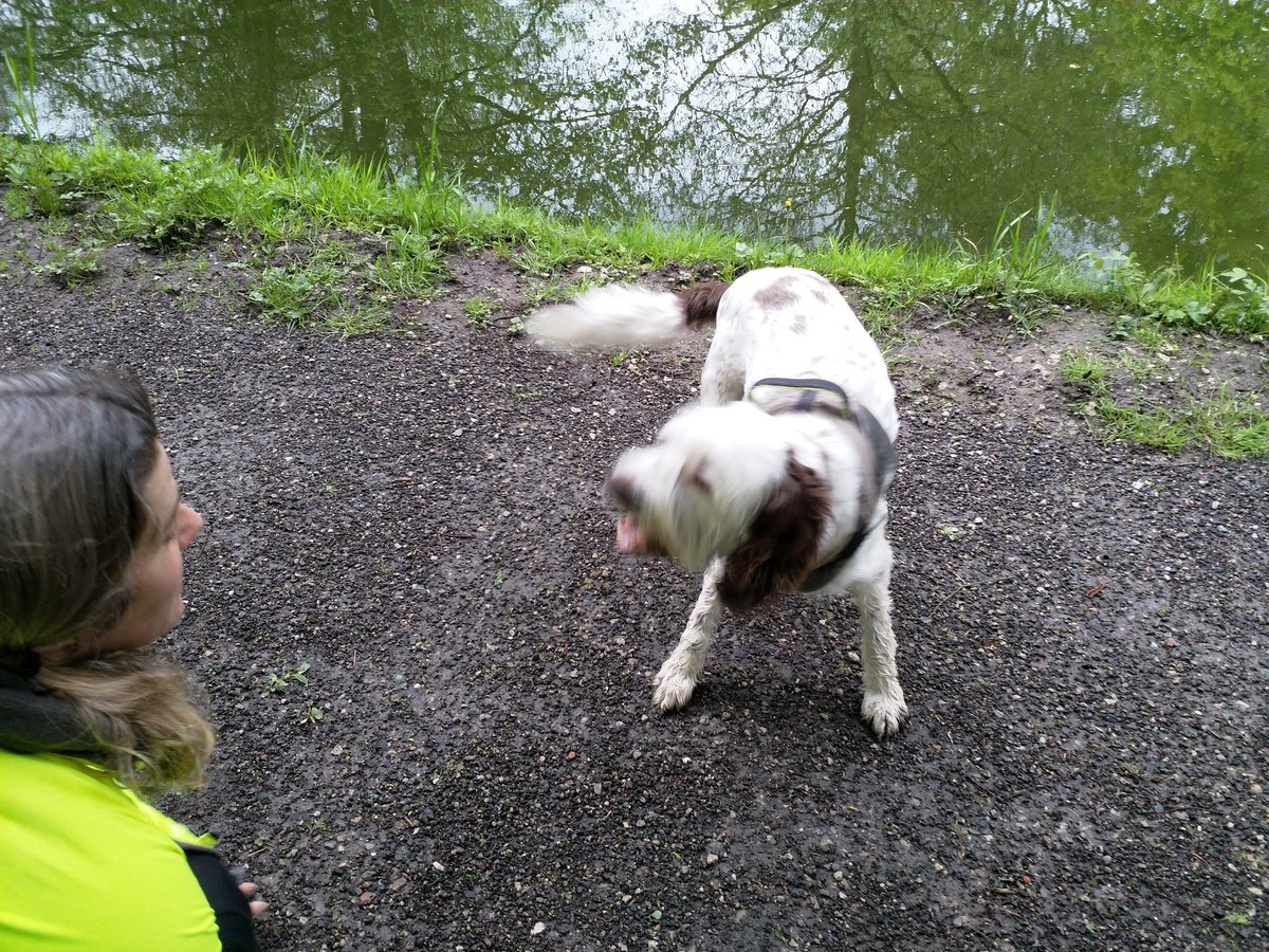 Remember, as a dog it's important to assert your right to play and your humans have a duty of care to drop everything and play with you. The best way to assert yourself is by barking. The louder the better. I am dog, hear me bark. #dogsoftwitter #dogs