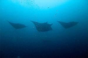 SimilanDiveTour's tweet photo. Whale Sharks &amp; Manta Rays are often seen at Hin Daeng &amp; Hin Muang. Not far from is Koh Haa which is ideal for all levels of diver and snorkeler.
https://t.co/4wB3WqAt20
#similan #scuba #diving #similandivingtours https://t.co/vX21MAWM3h
