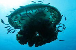 SimilanDiveTour's tweet photo. Whale Sharks &amp; Manta Rays are often seen at Hin Daeng &amp; Hin Muang. Not far from is Koh Haa which is ideal for all levels of diver and snorkeler.
https://t.co/4wB3WqAt20
#similan #scuba #diving #similandivingtours https://t.co/vX21MAWM3h