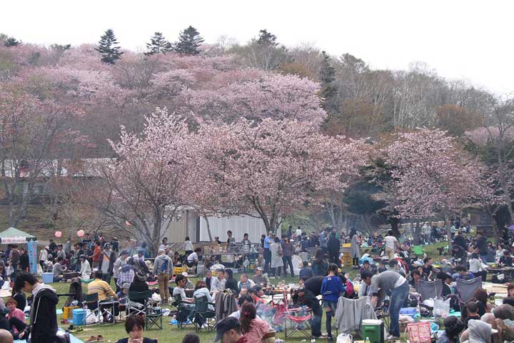 あっけし桜 牡蠣まつり