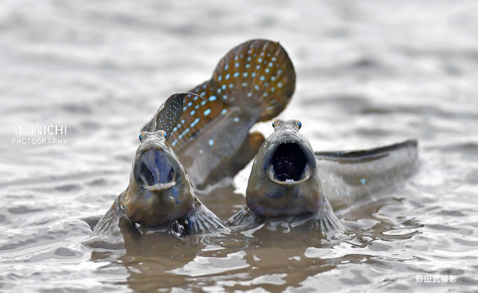 毎日新聞写真部 有明海 に面した 佐賀県 小城市 の六角川河口で 恋の季節を迎えた ムツゴロウ がジャンプしてメスへのアピールを続けています 写真特集でhttps T Co Zqp09cojyv
