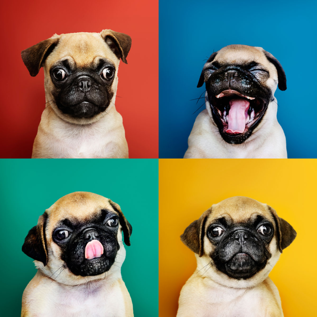 ¿Tienen que lavarse los dientes nuestras mascotas? Te lo contamos en nuestro blog

👉 bityl.co/6sia

#AlserDental #clinicadental #dentista #mascotas #Zamora