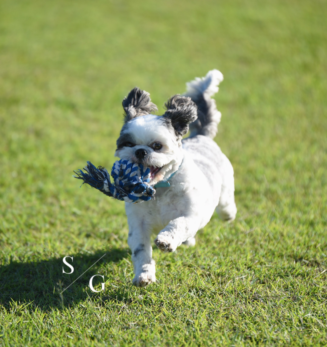 photographybysg's tweet photo. Maybe I am bias, but I have the cutest dog in the world! 😍🐶 https://t.co/vaNGtowOnJ