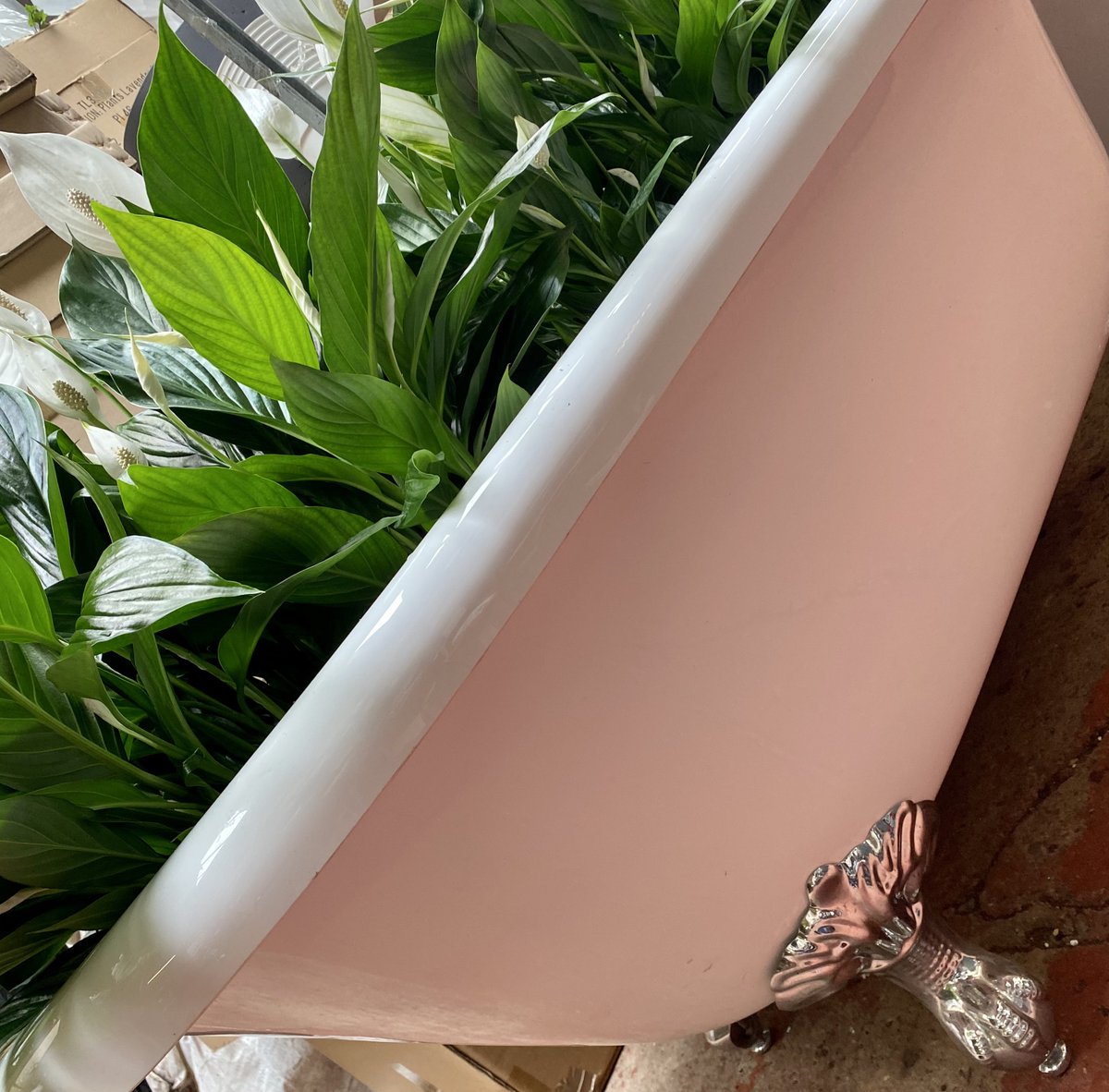 A bath full of spathiphyllum....only in the Urban Planters office 🛁🌿🌱🪴#urbanplanters #spathiphyllum #valueofplants #bath #biophilicdesign #eyecatching #unusual #greenery #fun #health #plantlove