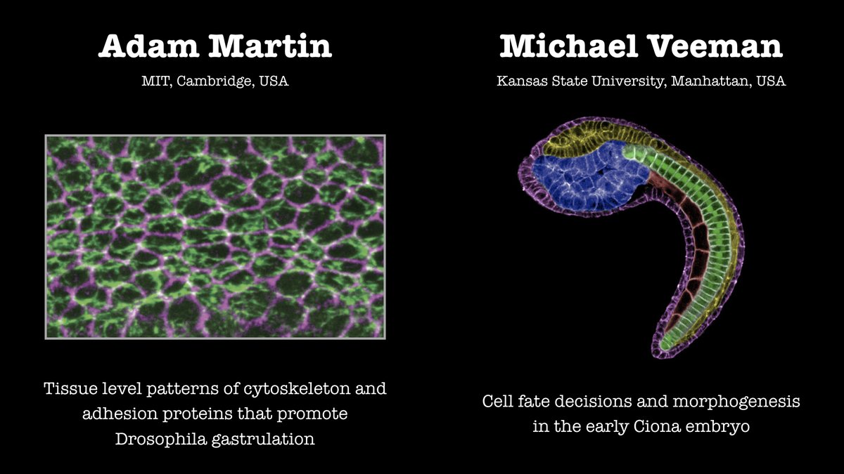 VGZT2020_21's tweet image. Coming up: everything you always wanted to know about #form and #fate during #drosophila and #ciona #gastrulation! Join us for the next #VGZT this Thursday May 27 @ 17:30 BST! #devbio #invertebrates #morphogenesis