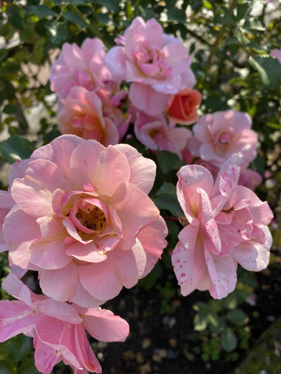 🍃🌸🍃🌸🍃🌸Buongiorno ☀️