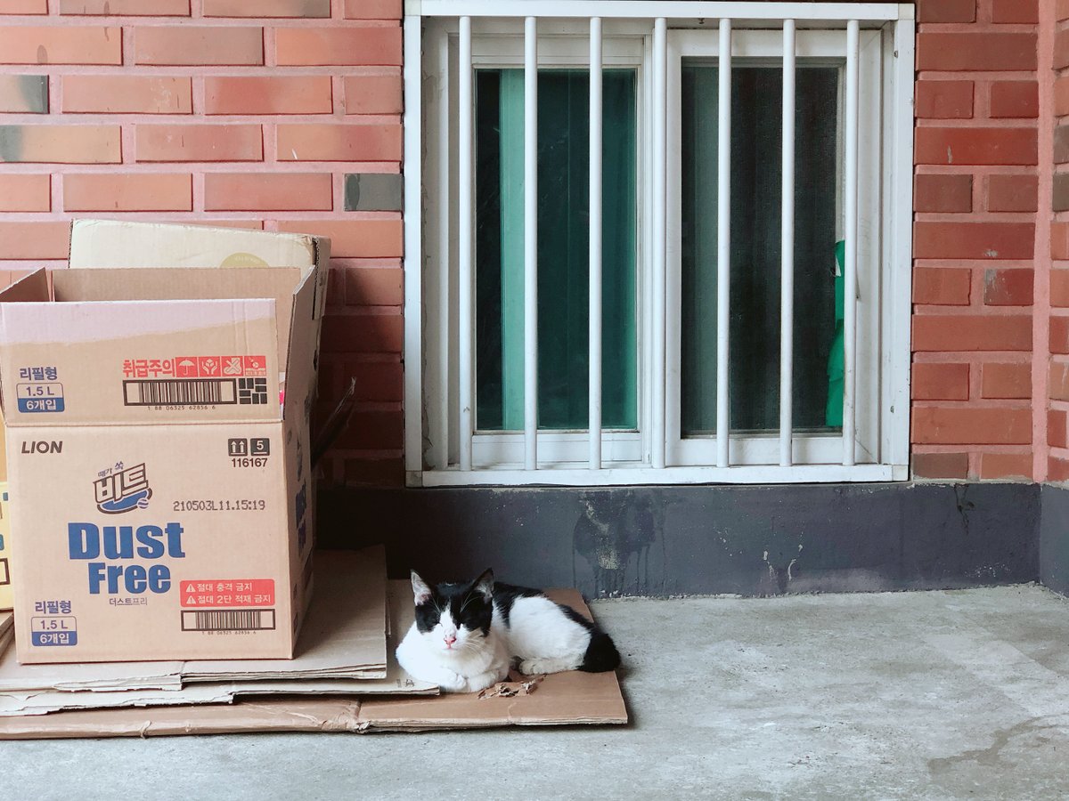 외출묘로 살던 어미가 집안에서 출산해 아이들도 집과 밖을 들락거리며 살다가, 보호자가 혼자 이사를 가버려서 덩그러니 남겨졌습니다. 올 초에 태어난 5남매 중 이 아이만 살아남았어요. 사진에 찍힌 집들은 모두 원래의 집이 아니지만, 비가 오거나 추우면 저렇게 드나들던 집과 비슷한 창문 앞에서