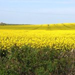 Photo by UK Grain Testing Network (@GrainNetwork)