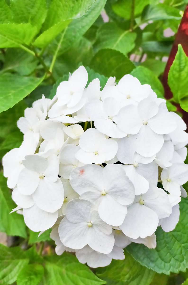 自分では珍しいと思っている白いアジサイ 吉祥寺 で探してね アジサイ あじさい 紫陽花咲く季節 今日見たの花 21 05 25 神楽坂ねこの郵便局というなまえのお店