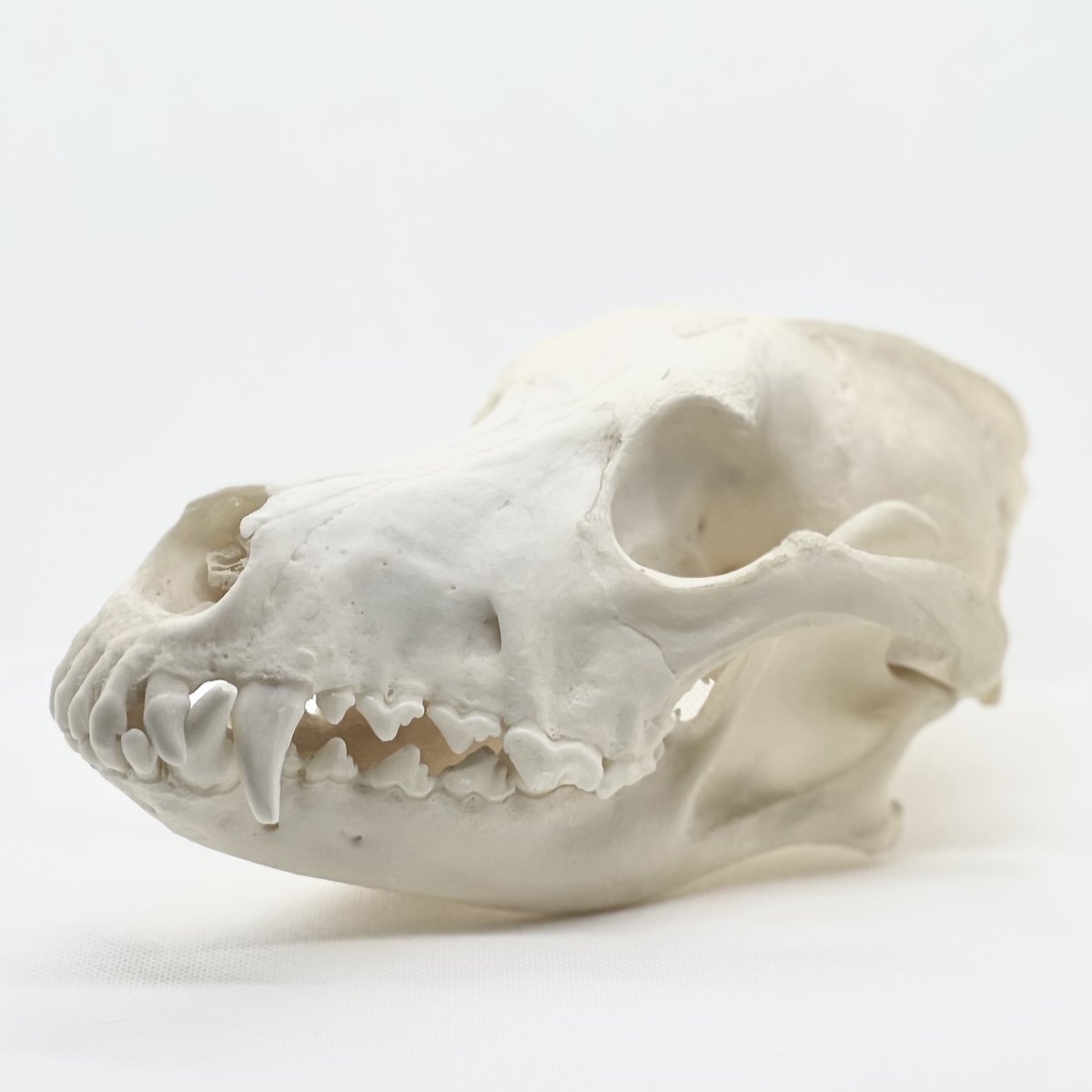 bonesforensic's tweet image. german shepherd