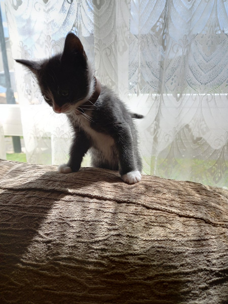 DanhausenKitten's tweet photo. Balancing 
#kitten
#kittensoftwitter #kittenadventure https://t.co/UOnM2DpYbR