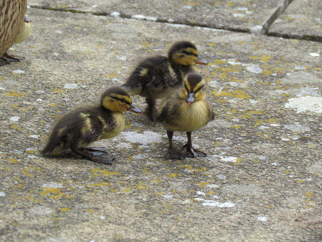 duckoftheday's tweet photo. 25 May 2021 https://t.co/iGJQPyOhlT