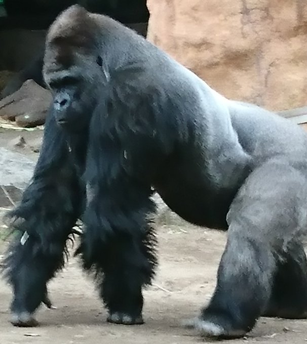 Apegorillaさんのイラストまとめ