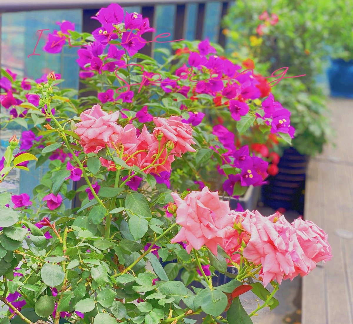 fang17998's tweet photo. 雨过天晴，空气都很新鲜，又是开心的一天🌈🌈🌈 https://t.co/zOVigGd7SV