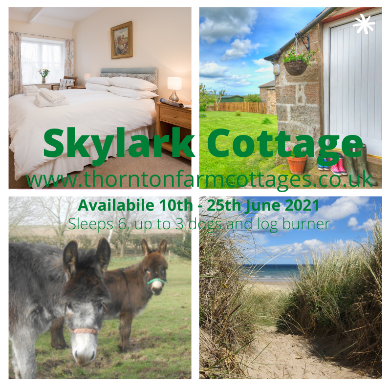 StayatThornton's tweet photo. Looking for a last minute get away in bonny North Northumberland?  We now have availability at Skylark Cottage from 10th - 25th June.  Lovely cosy three bed farm cottage with donkeys as neighbours! https://t.co/yBVDqmCx1i #northumberlandholidays #farmstay https://t.co/BJ7oieyH3F