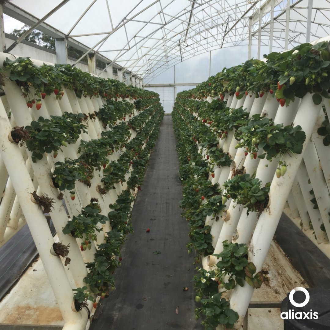WeAreAliaxis's tweet photo. An original way to grow tomatoes and strawberries at Ricardoes’ farm in Australia thanks to our Vinidex PVC pipes. 

#innovation #pipe #environment #sustainability #WeMakeLifeFlow https://t.co/9g4XXhwvYd