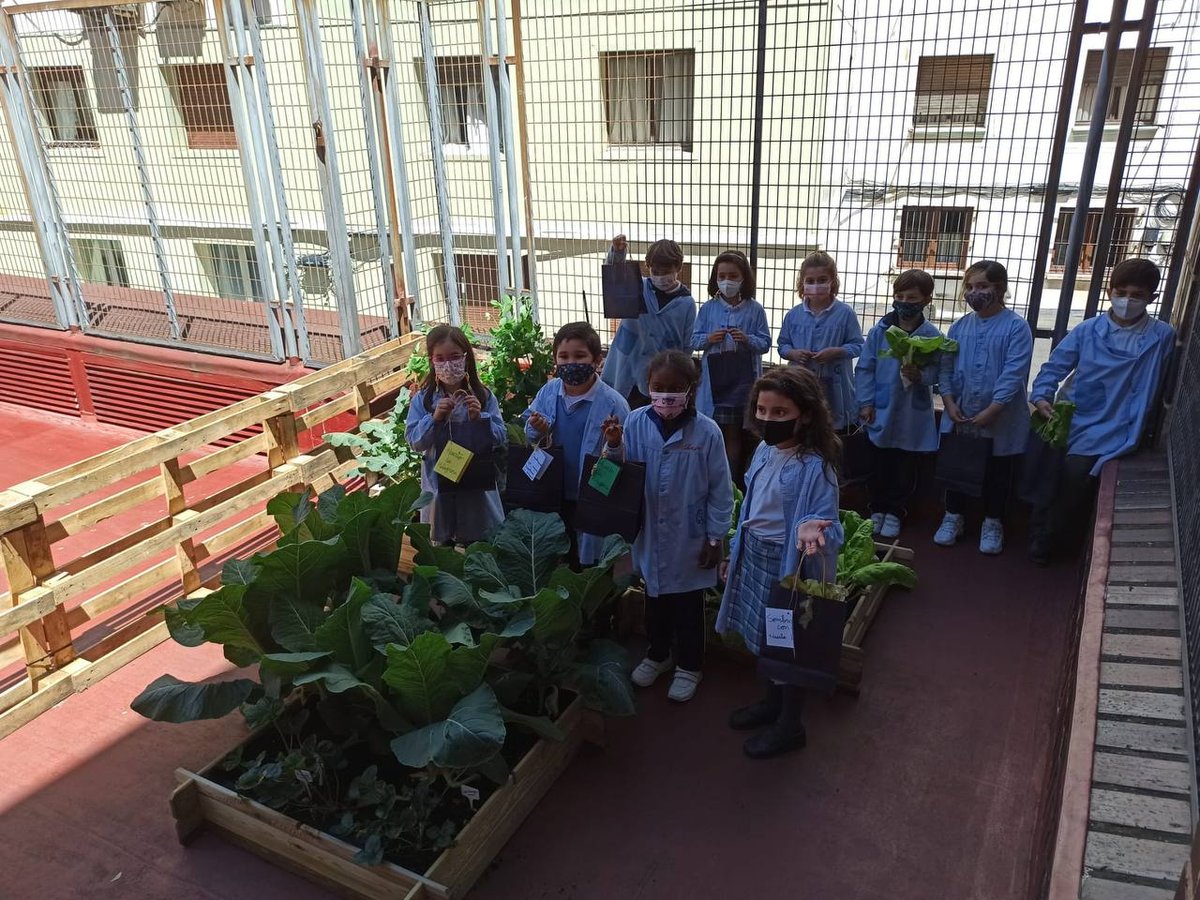 MilagrosaOviedo's tweet photo. Hemos recogido la primera cosecha de nuestro huerto y algunos alumnos se han podido llevar a casa las lechugas. ¡Qué ilusión! SIEMBRA CON-CIENCIA

#huertoescolar #huertoecológico #colemila #colegioslamilagrosaoviedo #colegioshhcc #escuelasvicencianas https://t.co/dBfTmS63nM