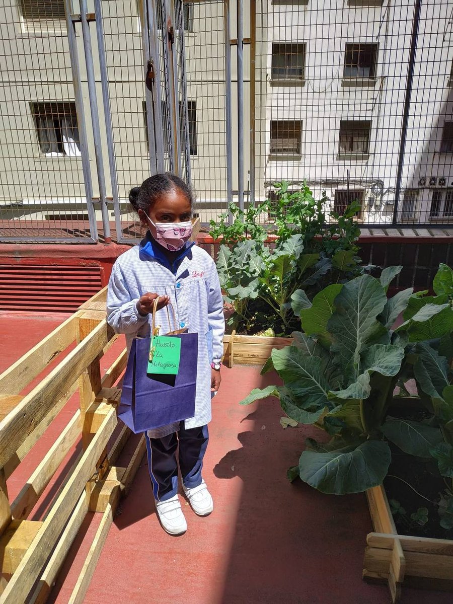 MilagrosaOviedo's tweet photo. Hemos recogido la primera cosecha de nuestro huerto y algunos alumnos se han podido llevar a casa las lechugas. ¡Qué ilusión! SIEMBRA CON-CIENCIA

#huertoescolar #huertoecológico #colemila #colegioslamilagrosaoviedo #colegioshhcc #escuelasvicencianas https://t.co/dBfTmS63nM