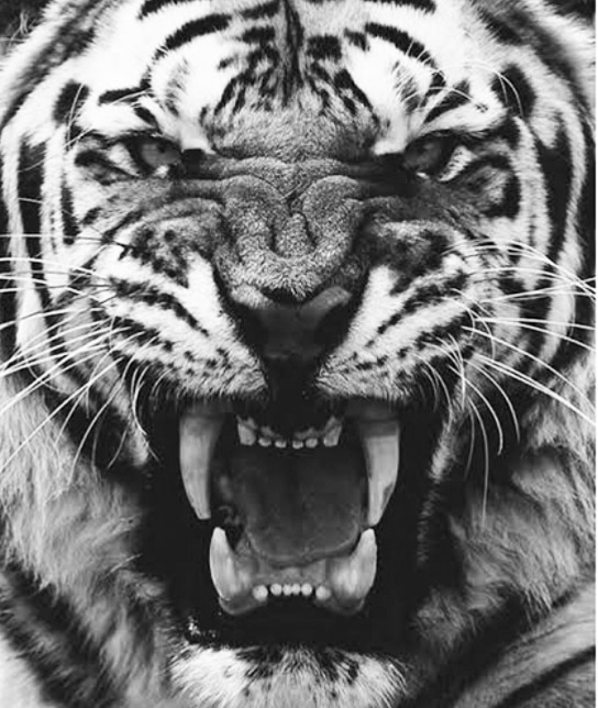 Let's see who's really trying to get it.
#photos #photooftheday #tiger #wild #animal #tigerphotos #animalphotos #nationalgeographic #wildlife #quotes #motivation