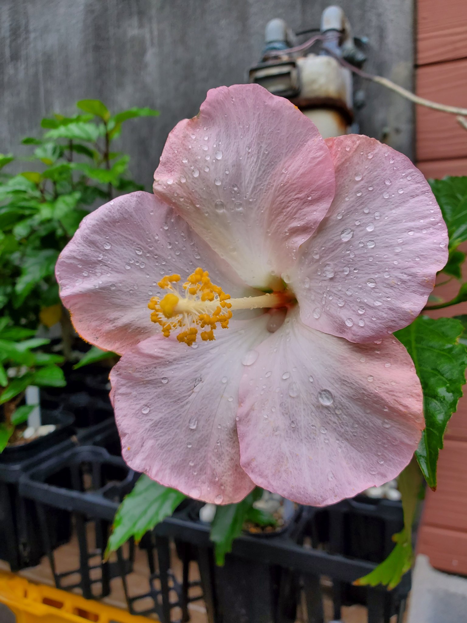ハイビじぃ 梅雨の中休み 今日は良い天気でした 冬前に切り戻ししてるので出遅れてますが 蕾もだいぶ増えてきてます 今日の開花株 八丈イエロー 挿木 クレオールレディ 開きかけ ピンクグラデーション プリンセスモモ 伊豆大島 ハイビスカス