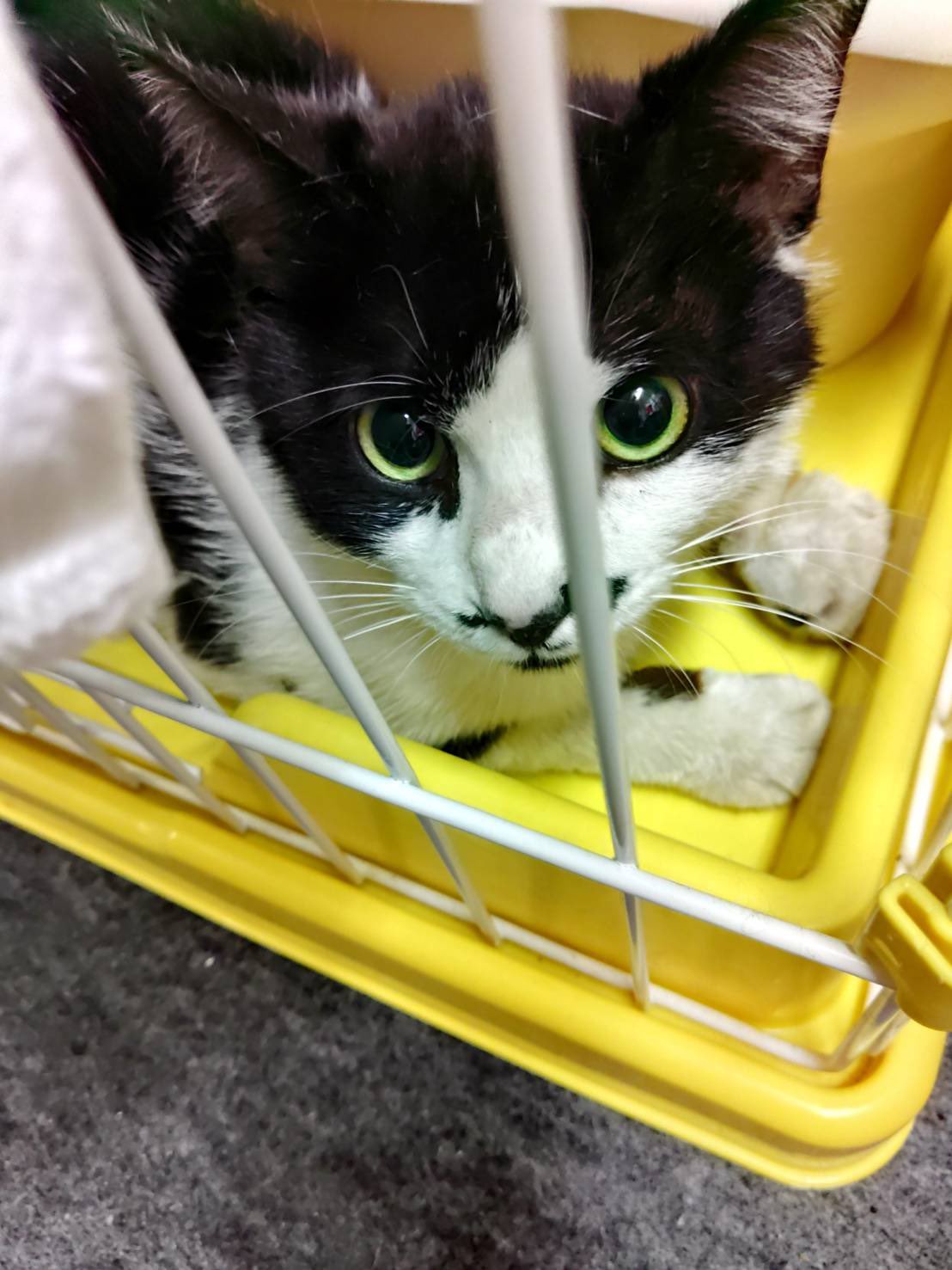 小梅 昨夜トラバサミに前足を挟まれた猫ちゃんを保護しました 病院に連れて行き幸い骨折はしてないのですが 前足がパンパンに腫れてる状態なのでうちで預かっています もし飼い主さんがいましたらご連絡ください 警察には届け出済みです 迷い猫