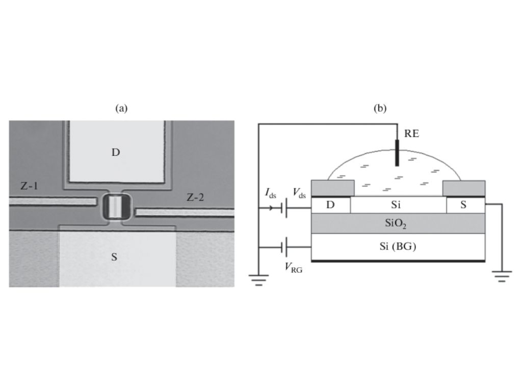 soiconsortium's tweet photo. This is a #research on the topical problem of highly #sensitive express registration of #biological #objects using field-effect #transistors with the surface open for #analyte access, which are made based on #silicononinsulator (#SOI) films.
Read More: https://t.co/bwVXW2fJdA https://t.co/2AN4uVfMfo