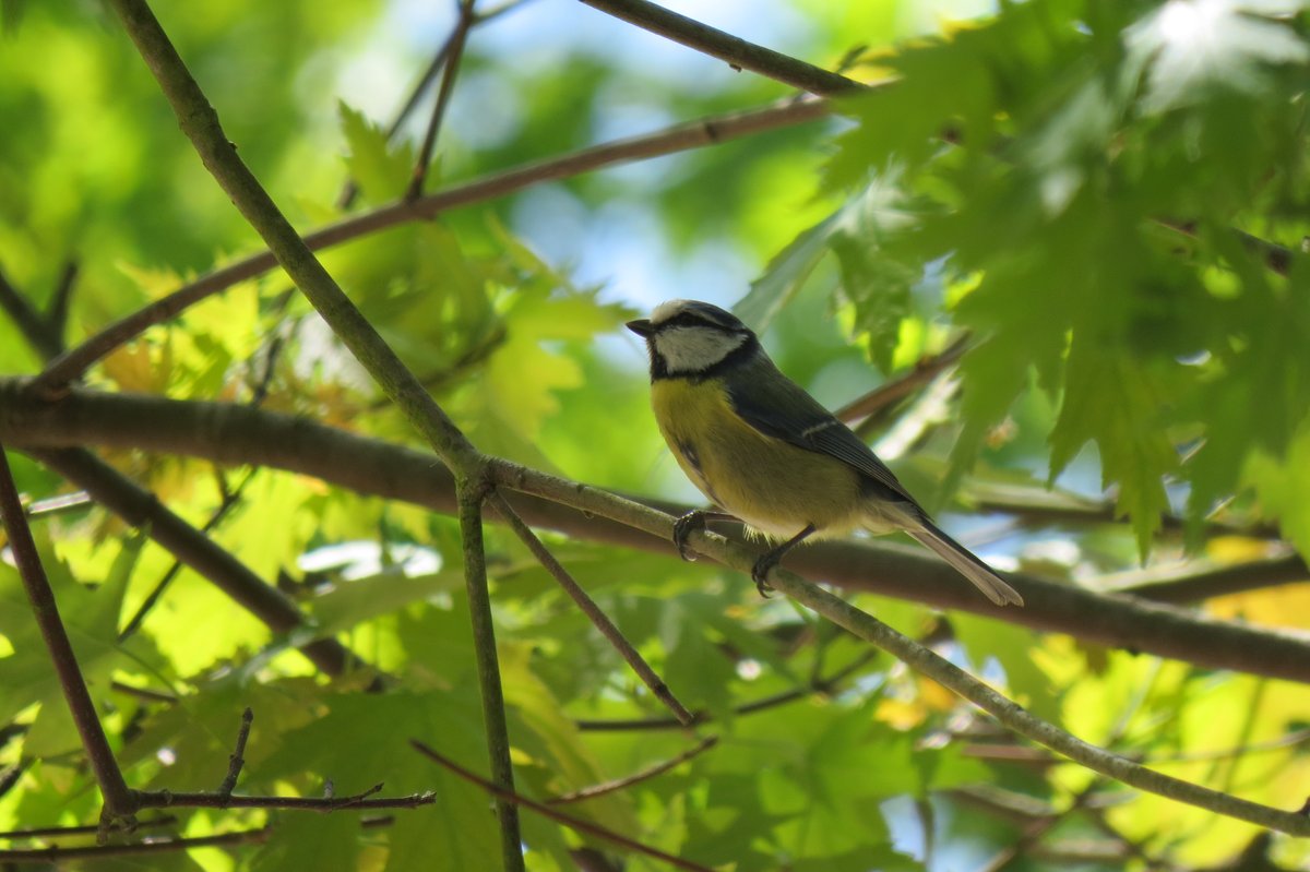 Una eixerida mallerenga blava "Cyanistes caeruleus" en aquest #BioblitzMetropolità21 al parc de Torreblanca.
<a href="/ParcsplatgesAMB/">Parcs i platges AMB</a>