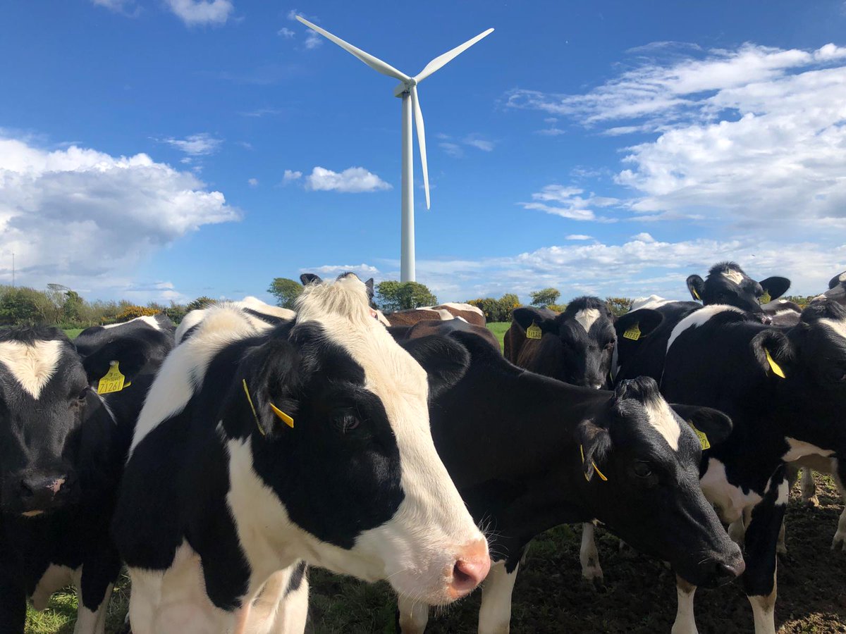 One of our blade inspection teams had some company on site yesterday....

There was no moooving these spectators!

#photooftheday #innovair #bladeinspection #drones #renewables #windenergy #windturbine #innovation