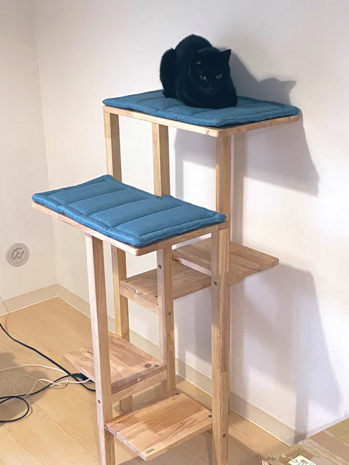 ここをキャンプ地とする!
(キャットタワー買いました)
#猫のいる暮らし #マルコ 