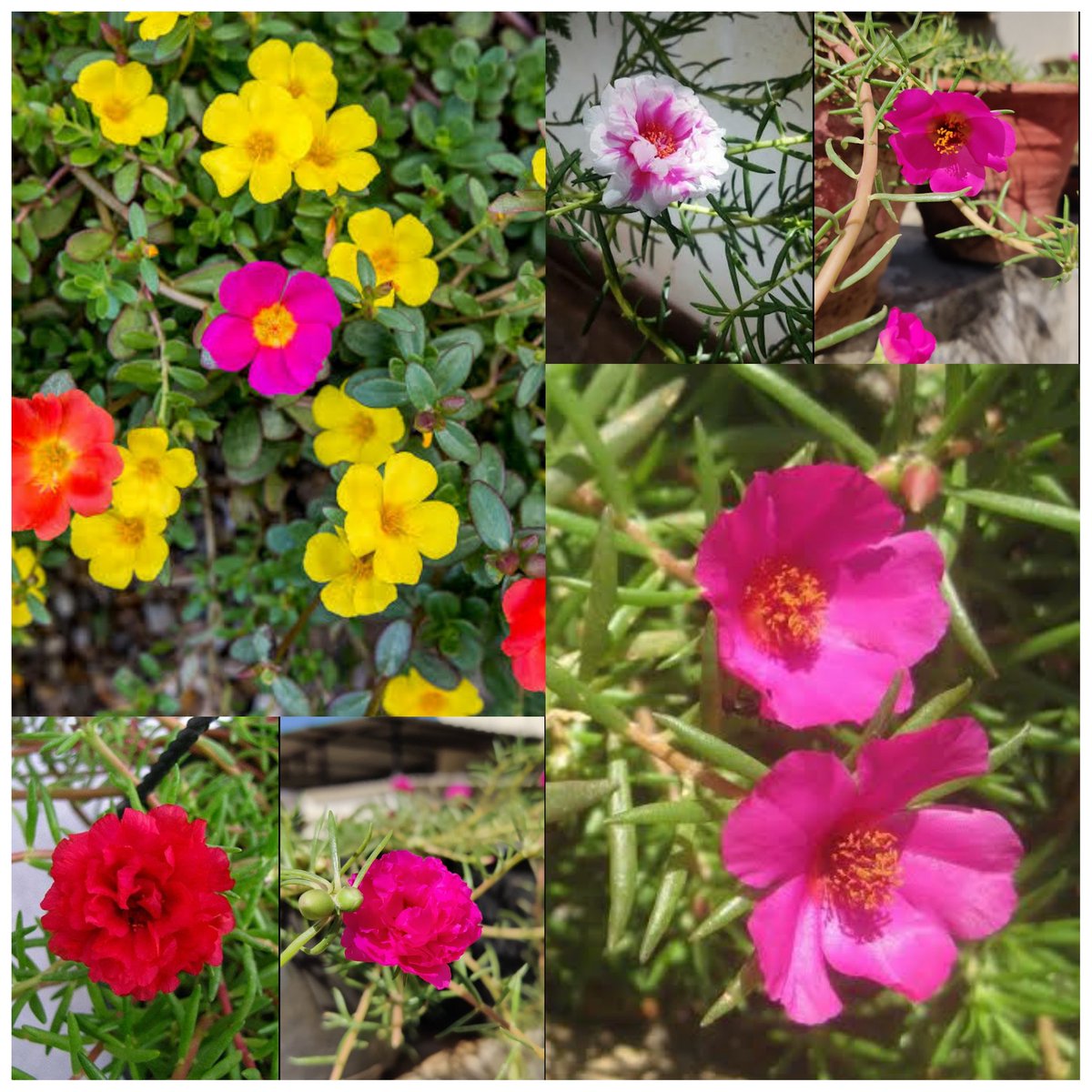 ReenaVyas6's tweet photo. Cheerful #flowers of sun loving #Portulaca plants well known as Office flowers (9 0'clock) are one of my favourites.
&
Greener #vine of #Sweet_Potato (Ipomoea batata) gives गर्मी में भी ठंडक का एहसास ........ https://t.co/oyOhJqxyJQ