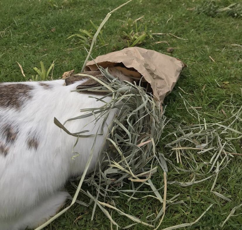 If you want to keep your rabbits entertained for a while forage bags are a great idea especially for their enrichment!🐰 Dried dandelions, dried plantains and dried rabbit safe flowers are great! Hay cookies, fibre sticks and a load of hay is great and you can buy them pre-made!