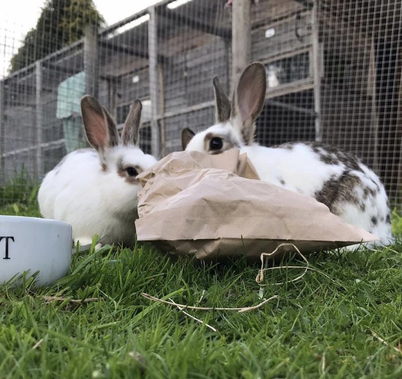 FatFluffs's tweet photo. If you want to keep your rabbits entertained for a while forage bags are a great idea especially for their enrichment!🐰 Dried dandelions, dried plantains and dried rabbit safe flowers are great! Hay cookies, fibre sticks and a load of hay is great and you can buy them pre-made! https://t.co/KD0L4Cn75m