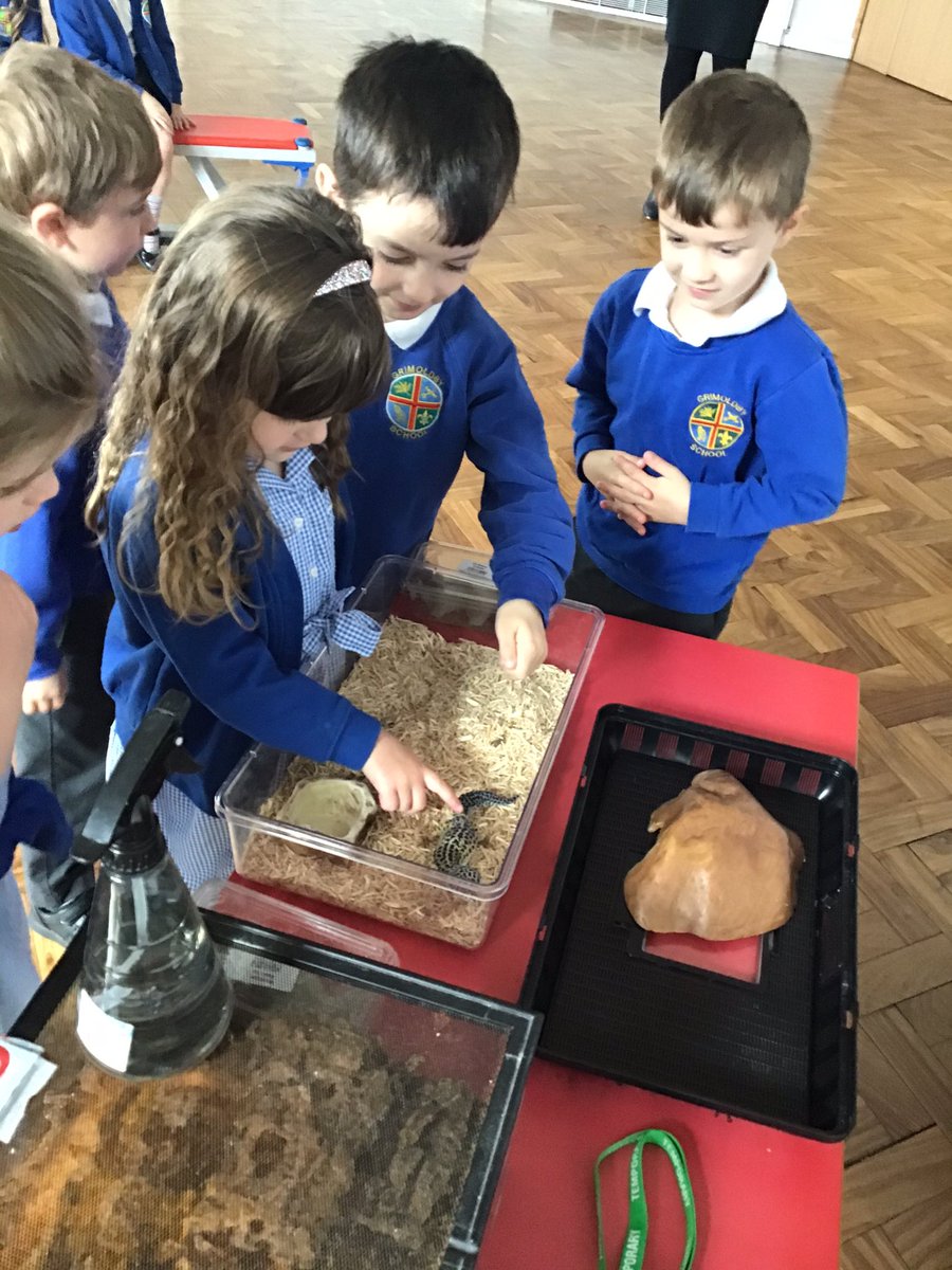 Grimoldby_Y4's tweet photo. A fantastic experience meeting minibeasts and Geoff the Snake 🐍 🕷 Lots of brave children who wanted to hold or stroke the animals! We loved every second 😁 thank you to Stuart at @MeetTheBeasts #happiness #inspiration #naturedetectives https://t.co/rSwoFTmoaw