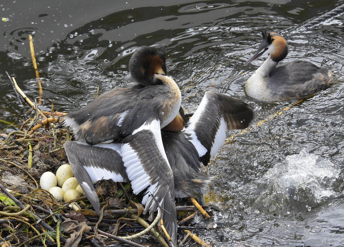 #schokkerhaven #podicepscristatus <a href="/fuut/">Ed Kamans</a> @beleefdelente <a href="/omroepflevoland/">Omroep Flevoland</a> @greatcrestedgrebe @futenstrijd @lente <a href="/voorjaar/">brigitte</a> <a href="/pasdedeux/">Yume</a> Futenstrijd in de haven aan het Ketelmeer, 't ging er hard aan toe!