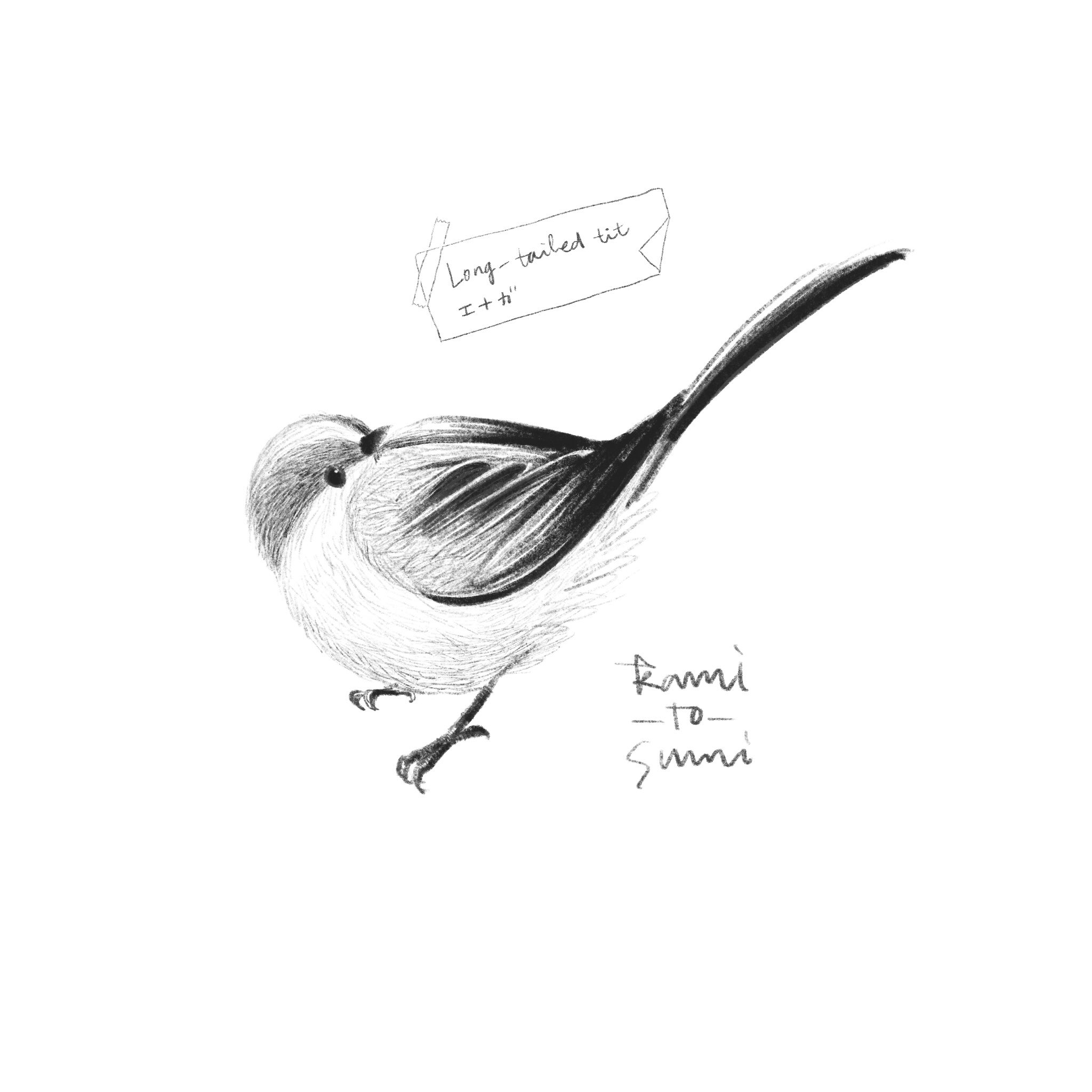 かみとすみ Illustrator エナガ Long Tailed Tit 海外でも日本でも 尾が長いことが名前の由来になっているんだなあ イラスト Illustration Drawing 野鳥 野鳥イラスト 鳥好きさんと繋がりたい 鳥 エナガ Longtailedtit 小鳥 ことり