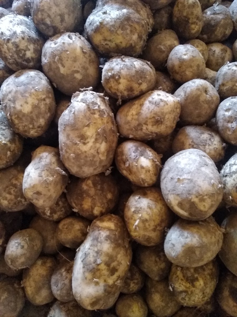 Miradji1000's tweet photo. @potatoes_za ππππππβ€οΈβ€οΈβ€οΈ https://t.co/o0aLCHic0N