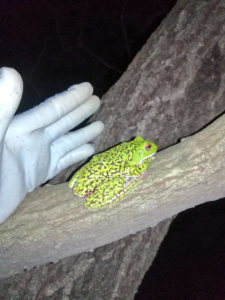 心月 Shingetsu 誰 何カエル カブトムシ クワガタ 甲虫 昆虫 生き物 昆虫採集 クワガタ採集 T Co 1jie7vjcwt Twitter 心月 Shingetsu 誰 何カエル カブトムシ クワガタ 甲虫 昆虫 生き物 昆虫採集 クワガタ採集 T Co 1jie7vjcwt Twitter