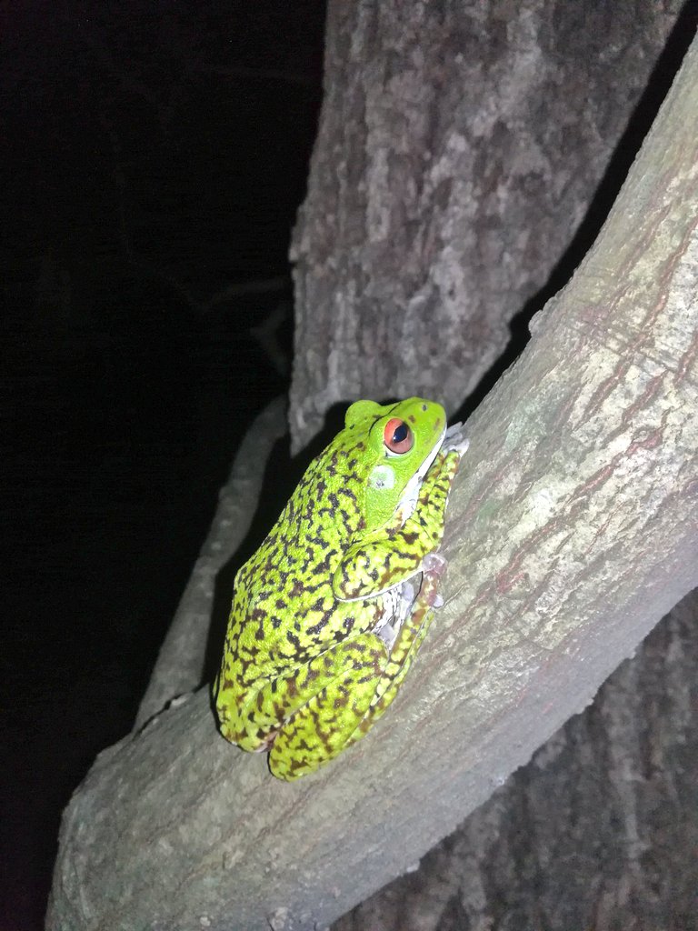 心月 Shingetsu 誰 何カエル カブトムシ クワガタ 甲虫 昆虫 生き物 昆虫採集 クワガタ採集 T Co 1jie7vjcwt Twitter 心月 Shingetsu 誰 何カエル カブトムシ クワガタ 甲虫 昆虫 生き物 昆虫採集 クワガタ採集 T Co 1jie7vjcwt Twitter