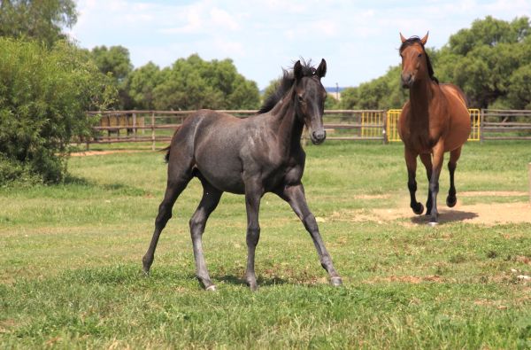 HIS NAME IS 'ROTOTO'
Playing on the farm is another unusually coloured youngster by Danon Platina (JPN). He is from the mare Variety (VAR), seen with him in the second photo, and we named him 'Rototo', after a Japanese Clothing Brand. John Lewis took the pics.