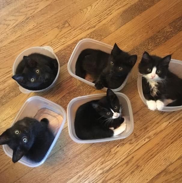 We wish all tupperware looked like this 🐱 💕