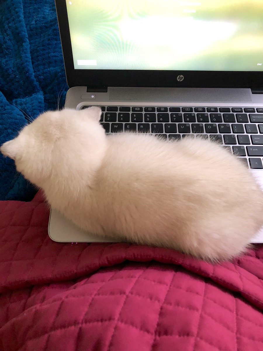 astro_ash_'s tweet photo. Are you going to let Mommy work? 🤣#CatsOfTwitter #joysofworkingfromhome https://t.co/0GcLGo1kdL