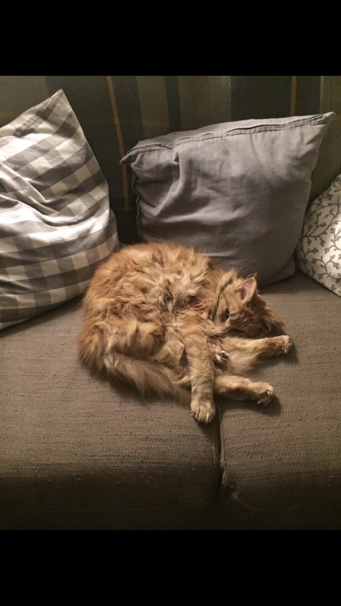 killianodris's tweet photo. Hey folks, my mams cat Peanut has been missing in Portmarnock Co. Dublin since yesterday, would appreciate if anyone around there could keep an eye out and if anyone sees anything online done deal etc. RTs etc appreciated thanks!! https://t.co/HX7wd5IaCq