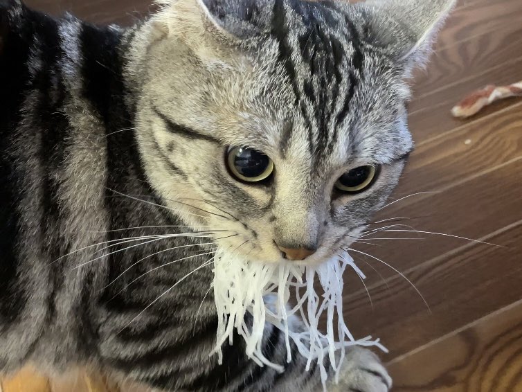 ツマを強奪されました 猫さん 泥棒現場を激写される まさに つま み食い ヒゲかと思った Togetter