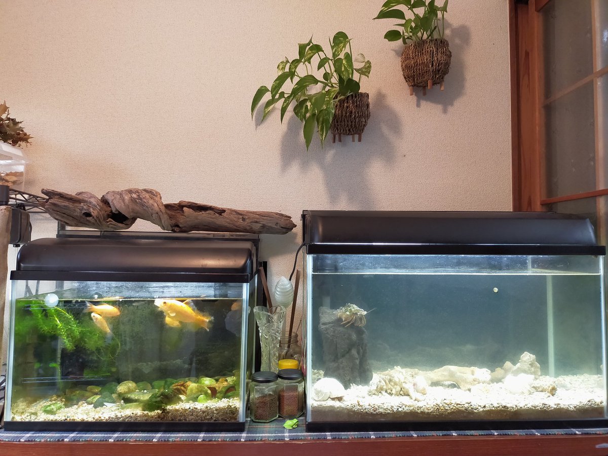 湊 琉花 娘のぬり絵 魚が元気いっぱい泳いでいる様子が描けました 水の色合いが綺麗で気持ちが良さそう 我が家の水槽は全てgexなんですが 普段は海水水槽と淡水水槽で分かれているドジョウとヤドカリが仲良く同じ水槽にいるのも塗り絵ならでは Gex