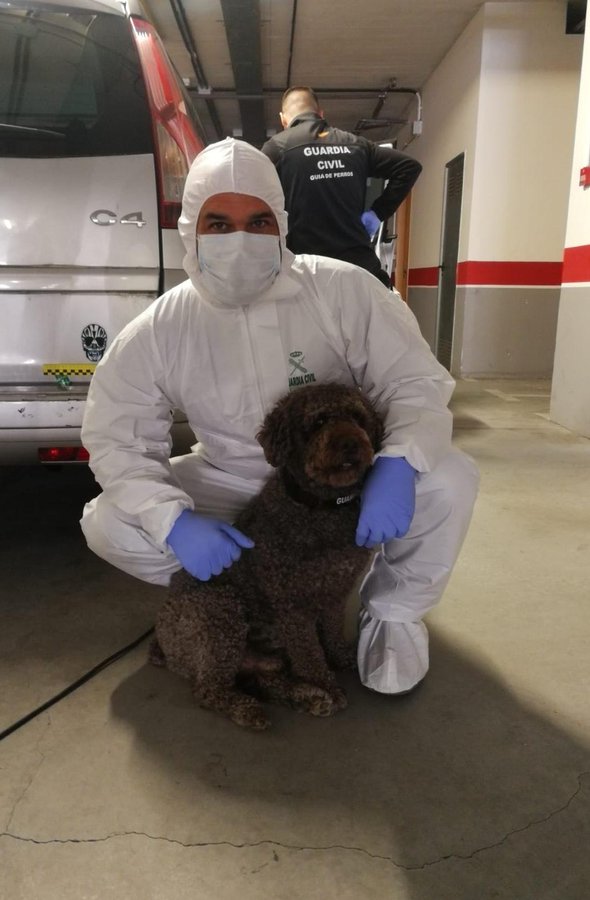 guardiacivil's tweet photo. En homenaje a "Marley" (nuestro compañero canino que nos dejó).
Era muy presumido y le encantaba el postureo.

¡Pero ojo! Además fue un SuperCrack detectando restos biológicos en escenarios de crímenes.

#ServicioCriminalística https://t.co/FDClheq5Qp
