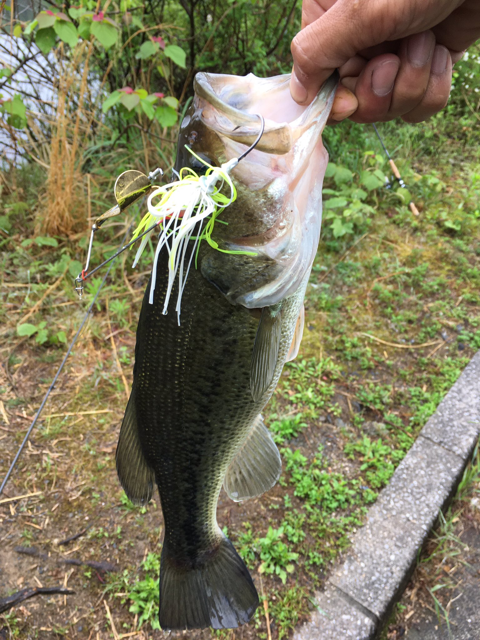 Fish Stock なかなか釣りに行きづらい 去年の今頃は良かったなぁ 昨年5月10日 弥栄ダム 弥栄湖スポーツ公園にて T Co X4juwos1sx掲載ポイント バス釣り 弥栄ダム おかっぱり たちまち釣りいこうや T Co 7of0oysokr Twitter